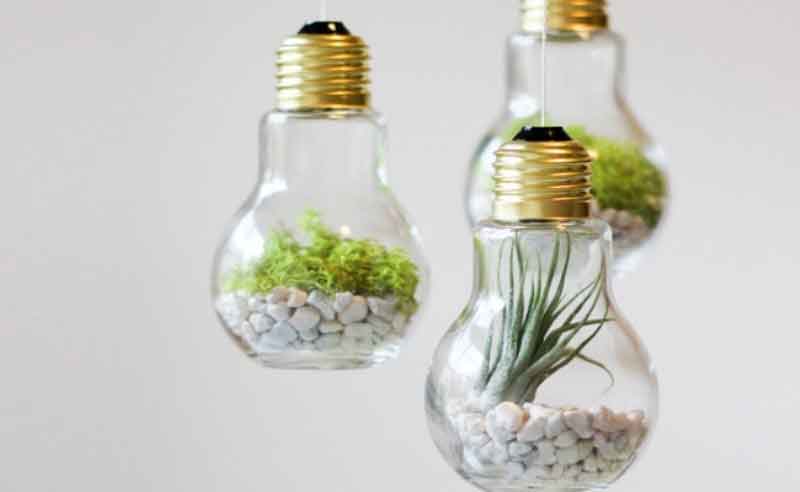 hidroponik light bulbs