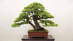 jenis baobab bonsai 