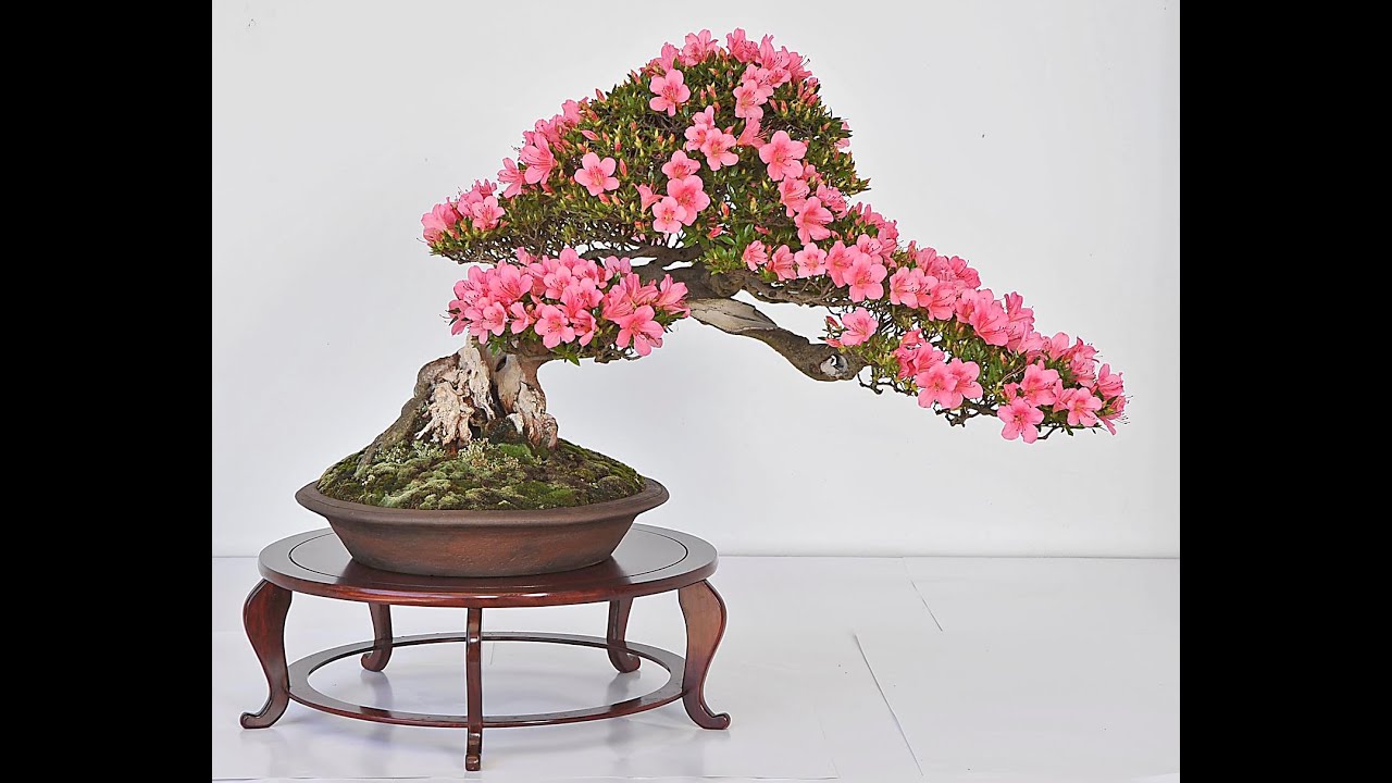 bonsai azalea 