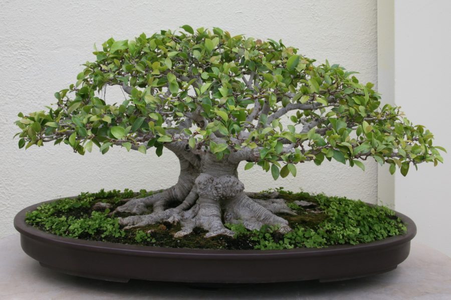 jenis bonsai beringin