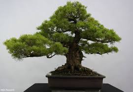 pohon bonsai 