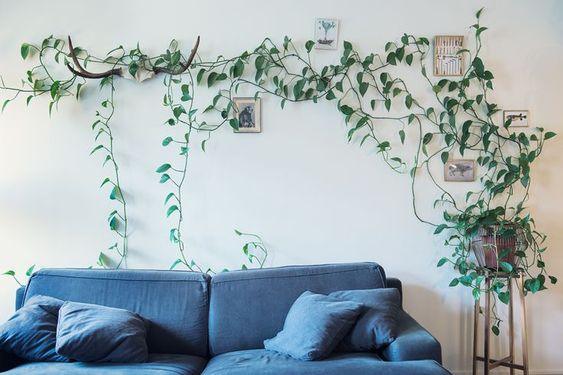 tanaman hias indoor