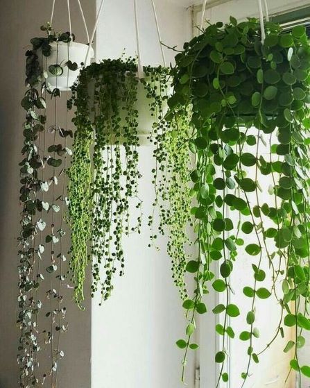 tanaman hias indoor