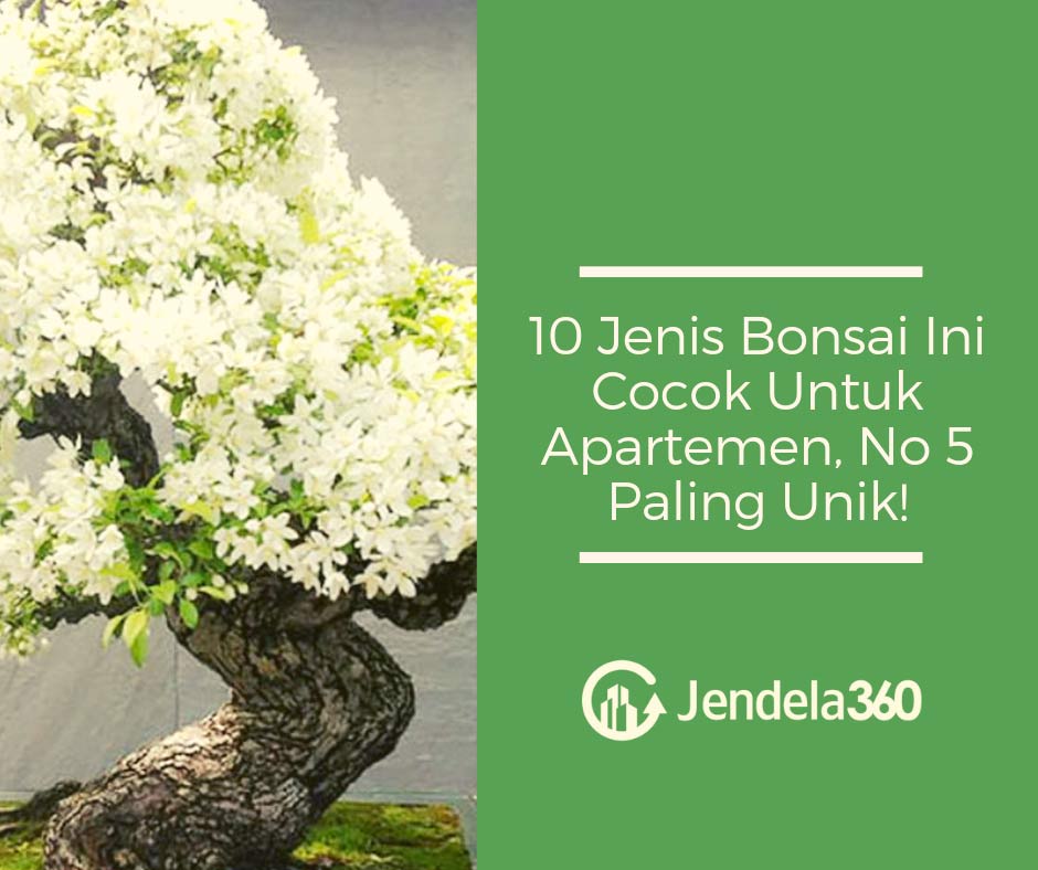 10 Jenis Bonsai Ini Cocok Untuk Apartemen No 5 Paling Unik