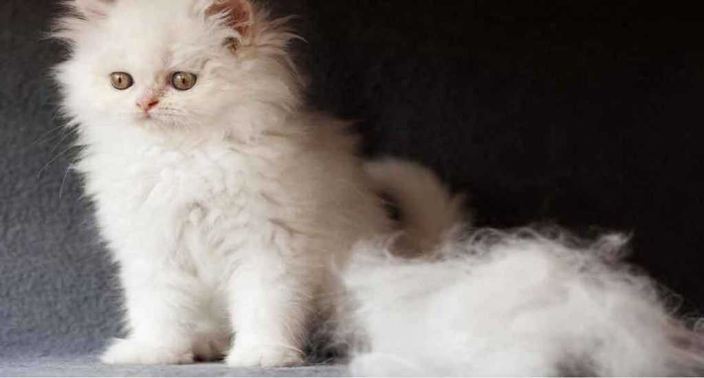10 Penyebab Umum Bulu Kucing Rontok (+Tips Mencegahnya)