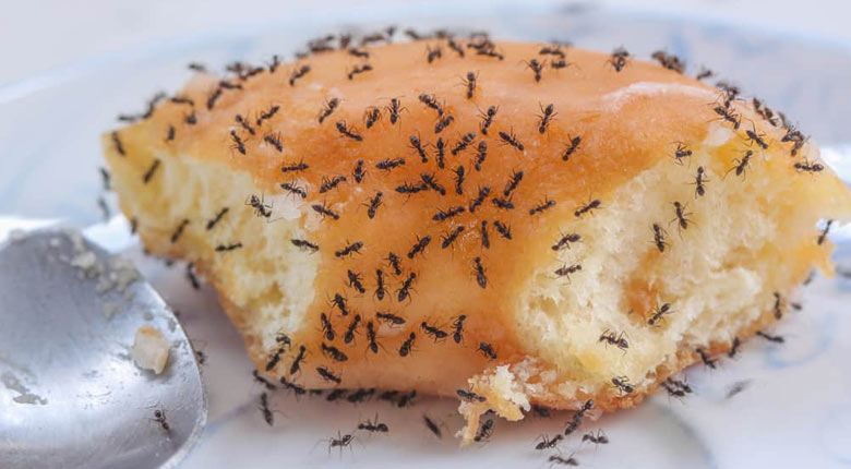 cara mengusir semut paling ampuh