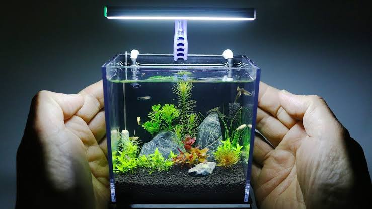 6 Cara Membuat Aquarium Mini Siapapun Bisa