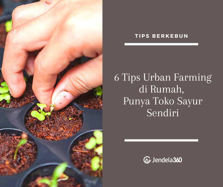 6 Tips Urban Farming di Rumah, Punya Toko Sayur Sendiri