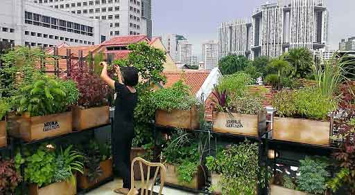 hama urban farming di rumah