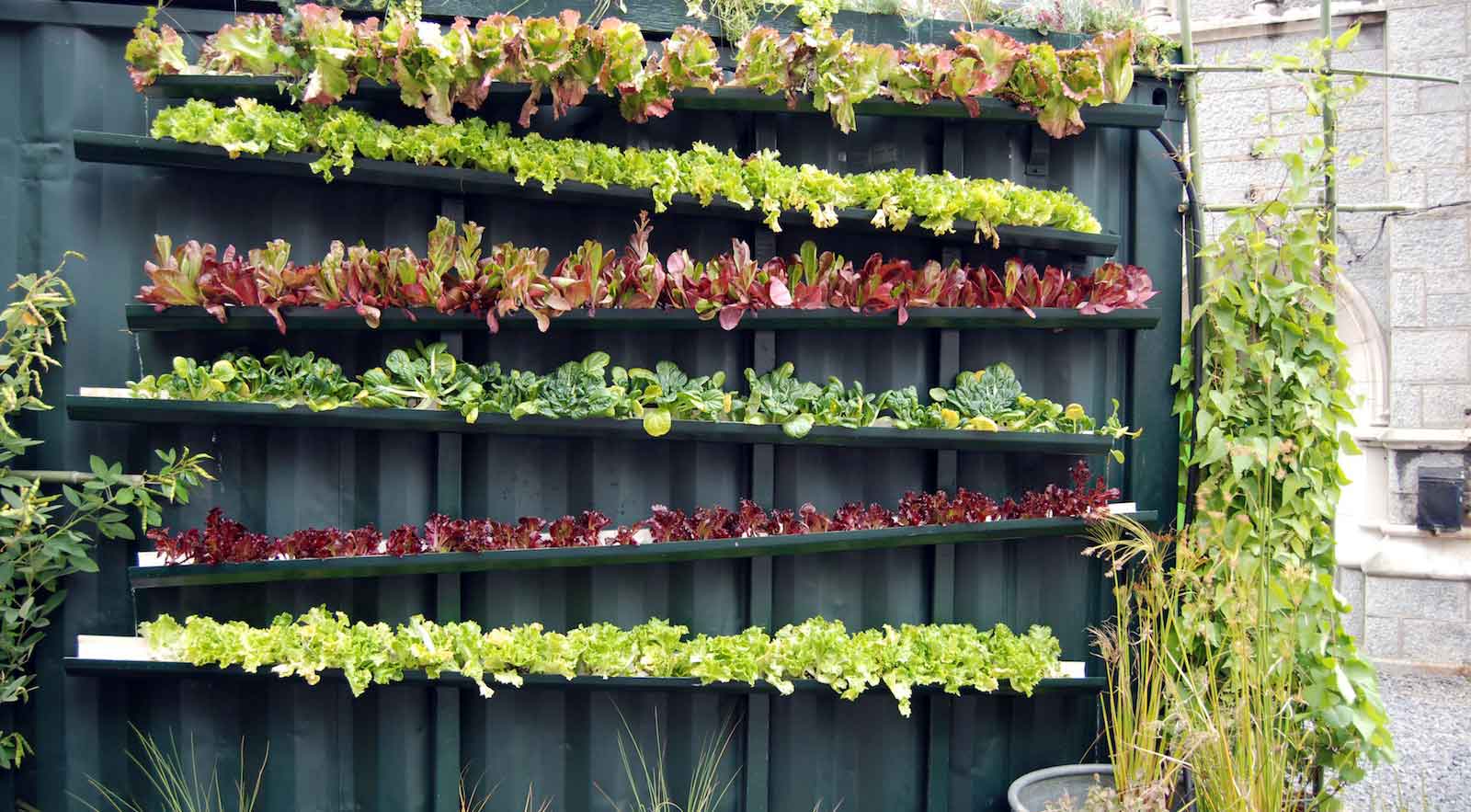 pemilihan tanaman urban farming