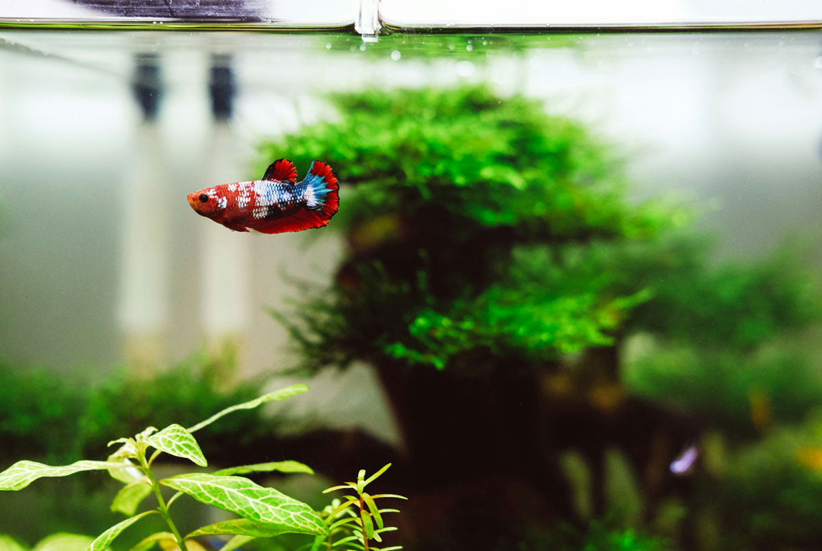 6 Tips Mudah Membuat Aquarium Mini dengan Biaya Terjangkau