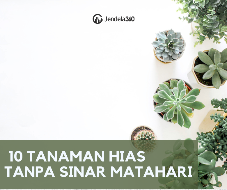 11 Tanaman Hias Tanpa Sinar Matahari, Perawatan Mudah