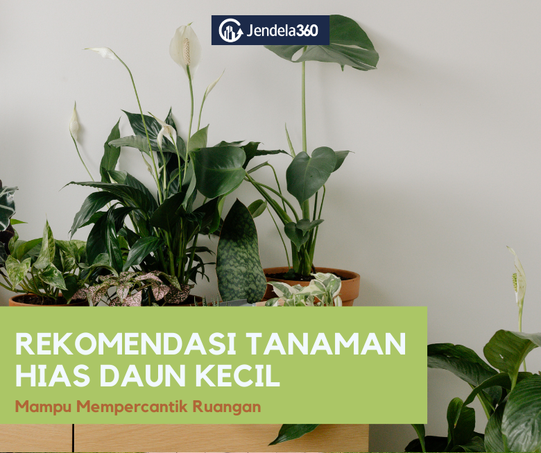 11 Tanaman Hias Daun Kecil, Mampu Percantik Ruangan