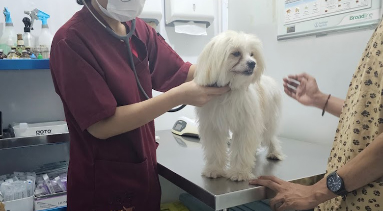 dokter hewan terdekat