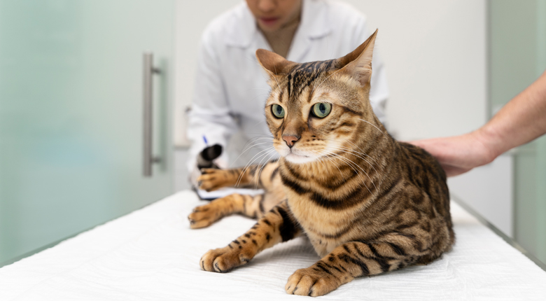 dokter hewan terdekat