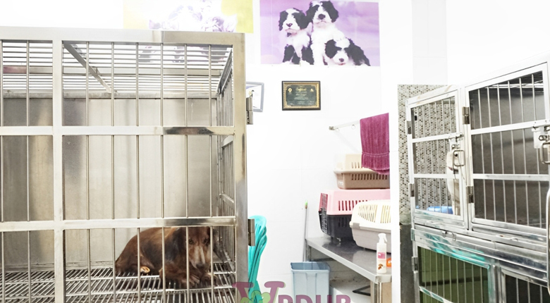 dokter hewan terdekat