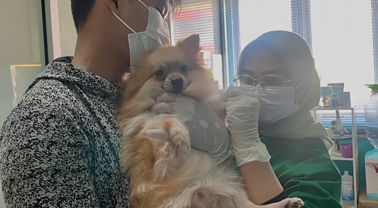 dokter hewan terdekat