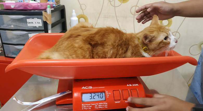 dokter hewan terdekat