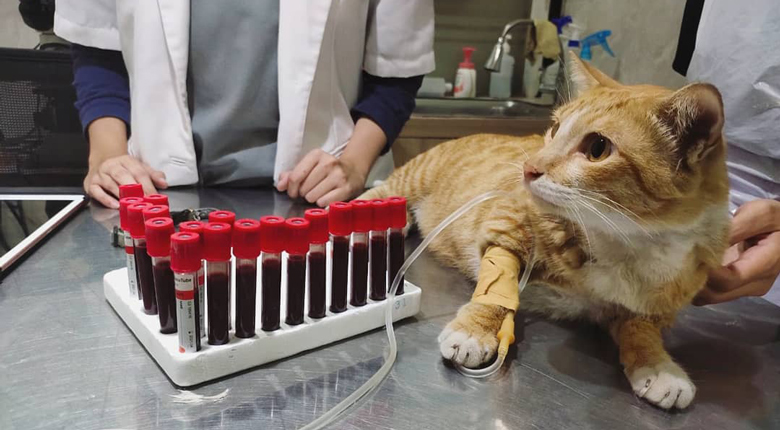 dokter hewan terdekat