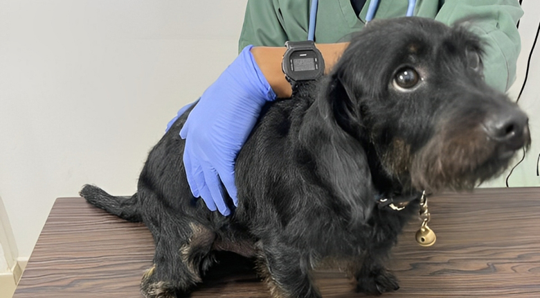 dokter hewan terdekat