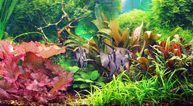 aquaspace