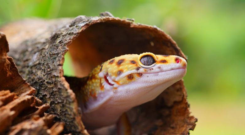 Leopard Gecko