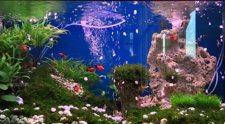 hobi aquascape