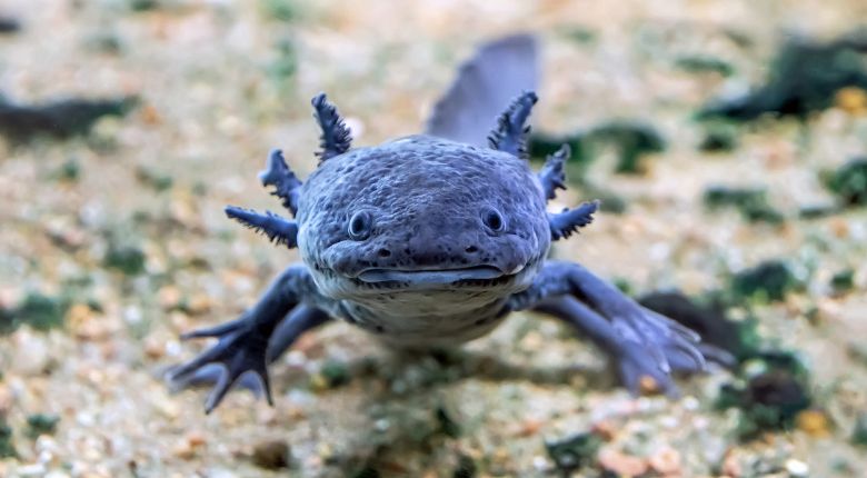 Axolotl