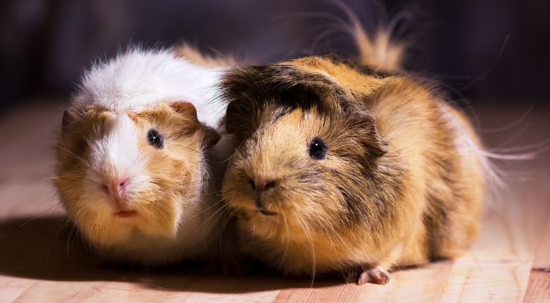 Guinea Pig