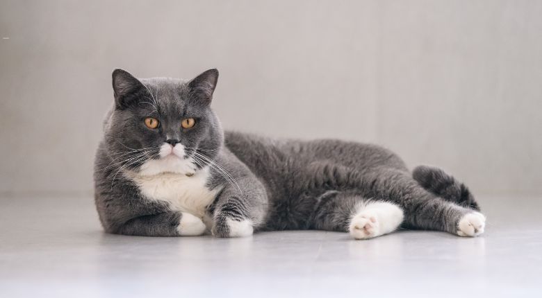 Kucing