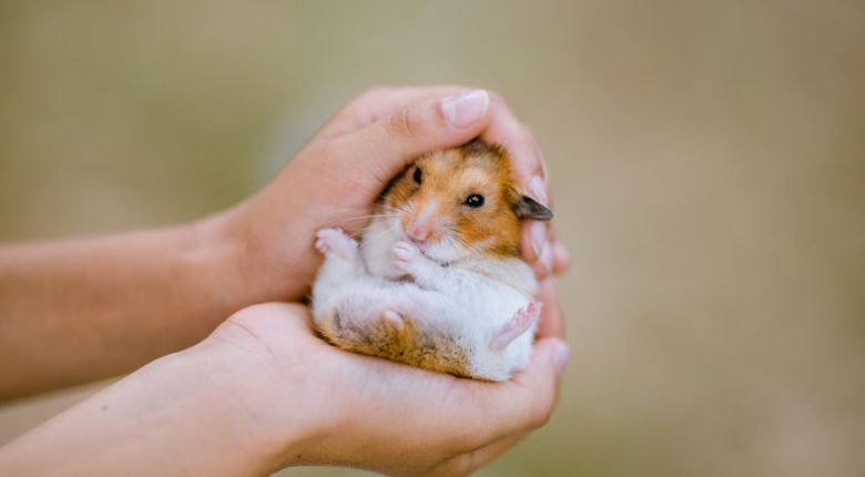 Hamster