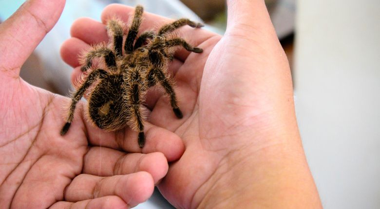 Tarantula