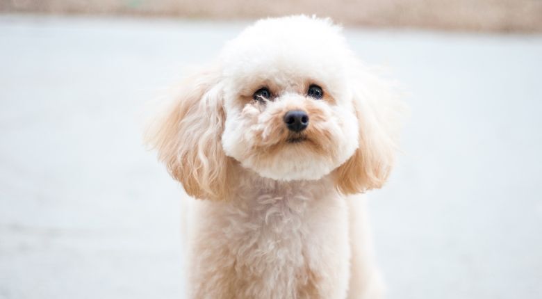 Anjing Poodle