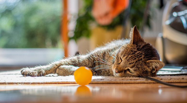 cara menghilangkan bau pipis kucing