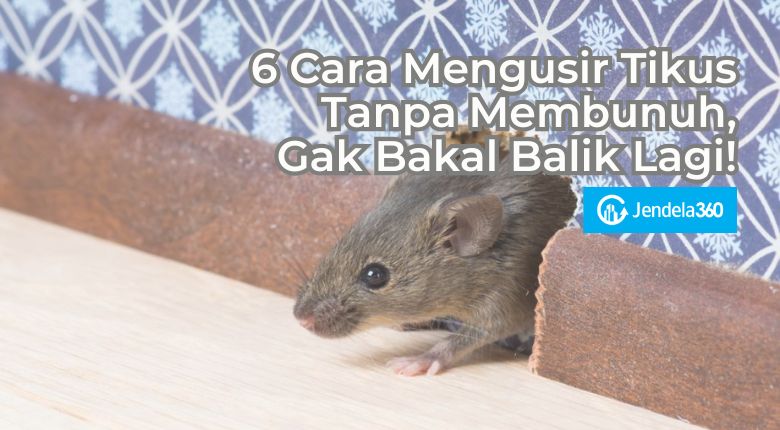 6 Cara Mengusir Tikus Tanpa Membunuh, Gak Bakal Balik Lagi!
