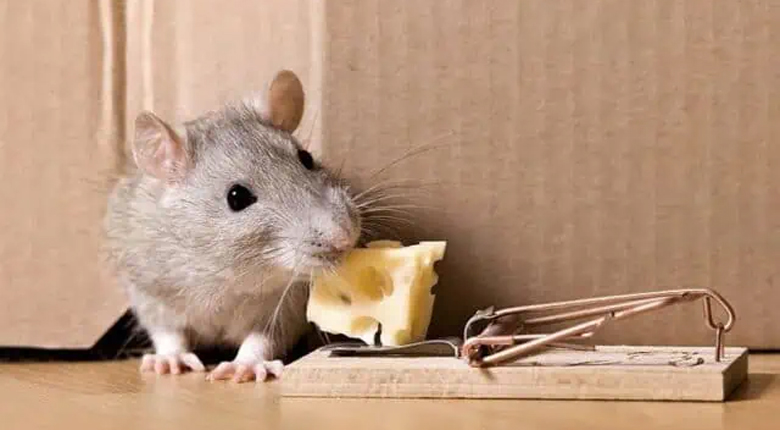 cara mengusir tikus tanpa membunuh