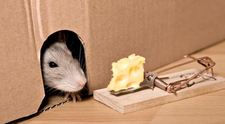 cara mengusir tikus tanpa membunuh