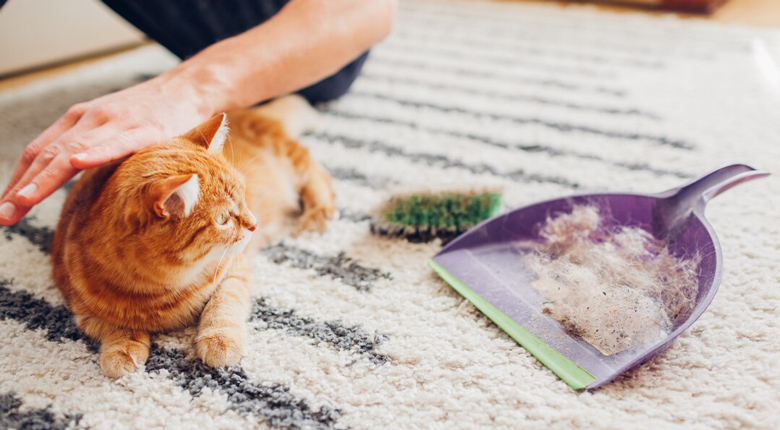 cara membersihkan bulu kucing
