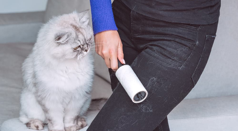 cara membersihkan bulu kucing
