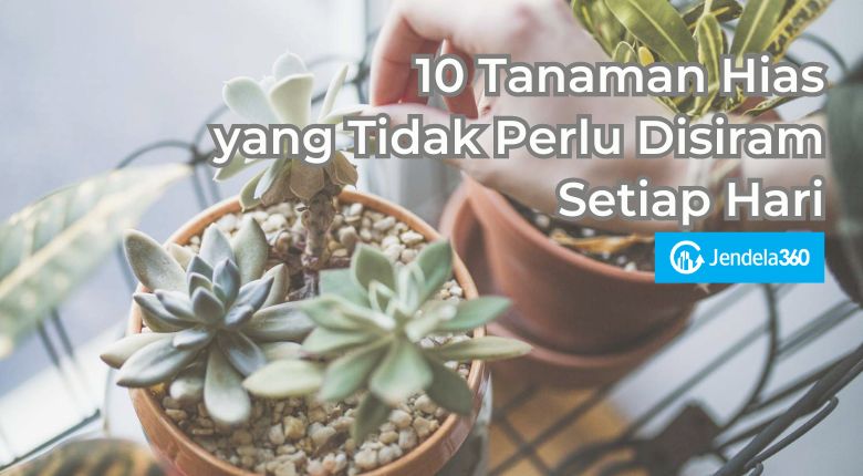 10 Tanaman Hias yang Tidak Perlu Disiram Setiap Hari
