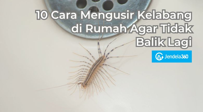 10 Cara Mengusir Kelabang di Rumah Agar Tidak Balik Lagi